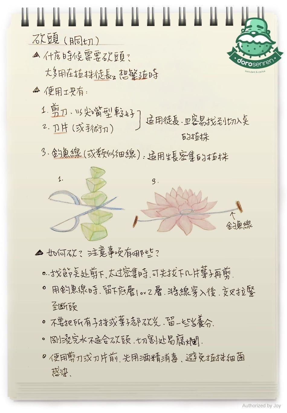 Dorosenren 多肉仙人