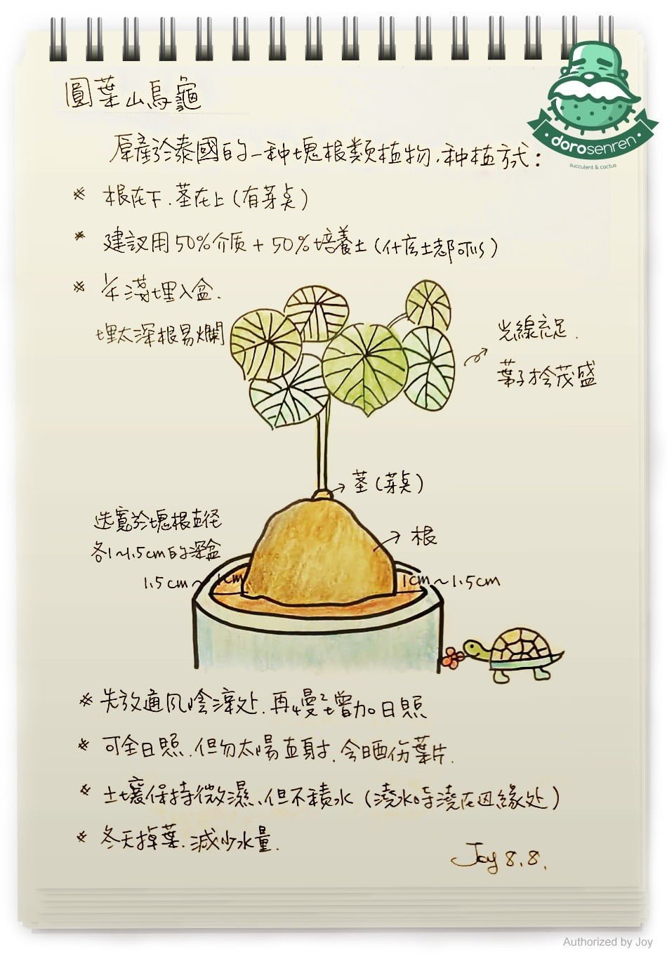 圓葉山烏龜 栽種要點