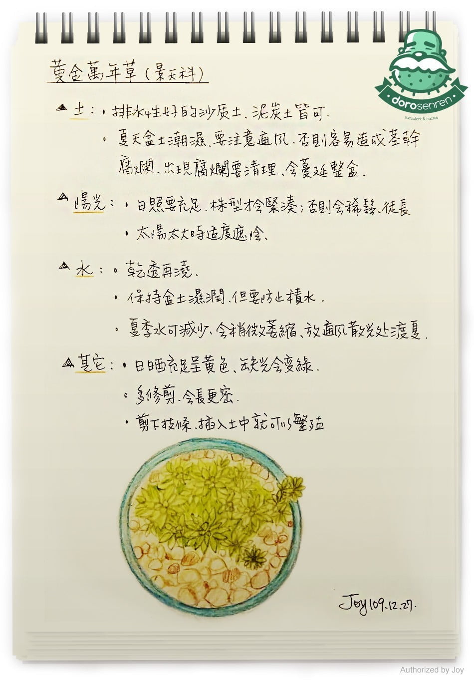 黃金萬年草 栽種要點