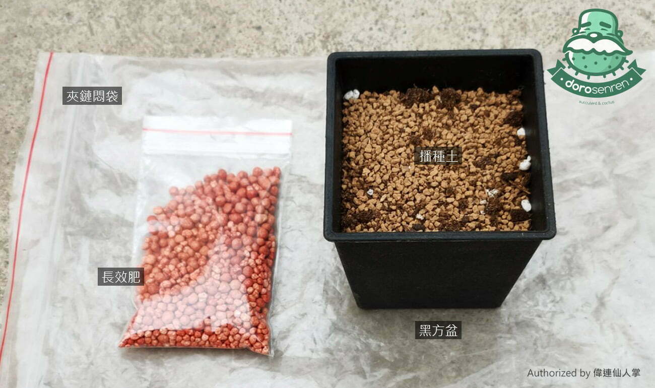仙人掌播種步驟