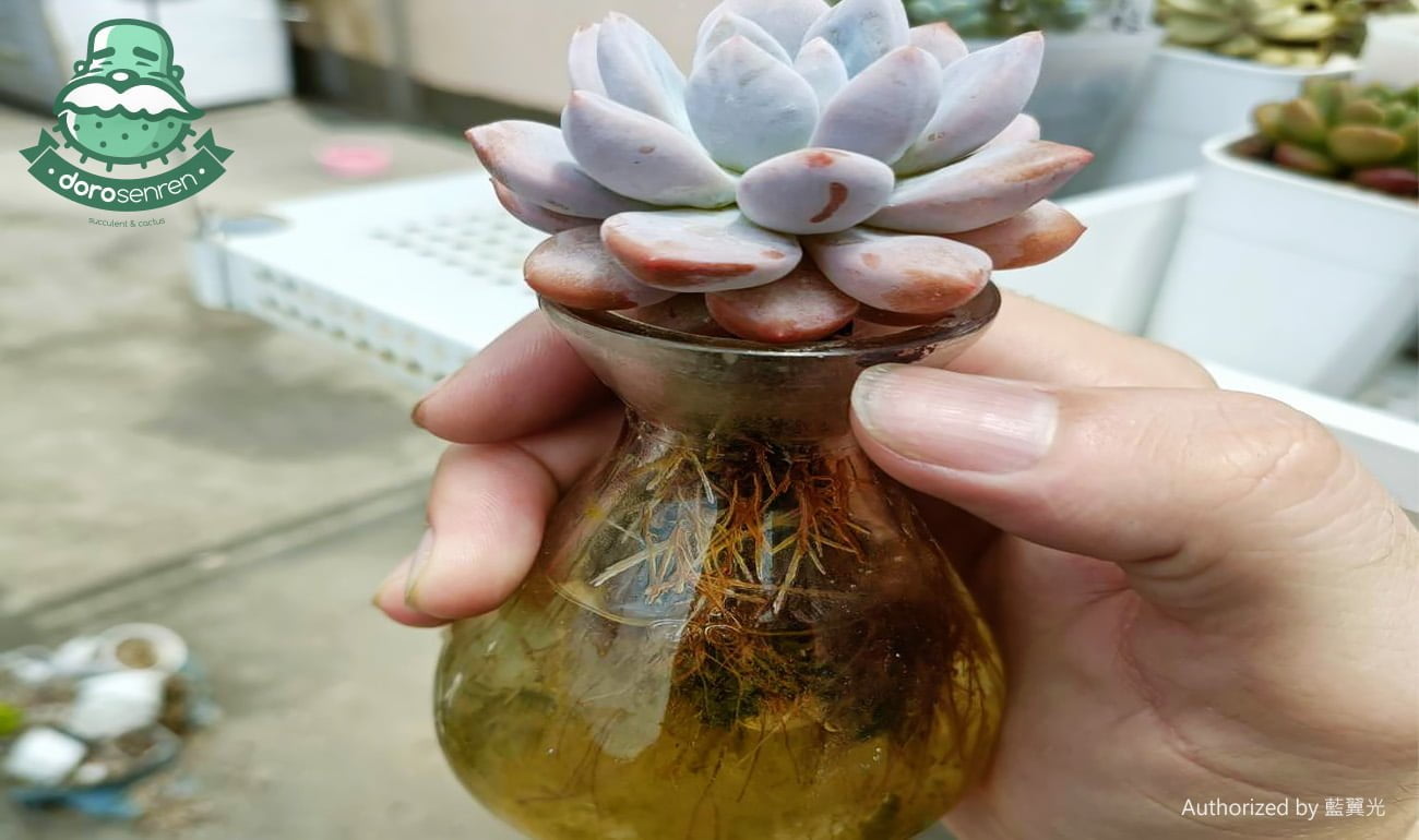 花盆顏色導熱實驗