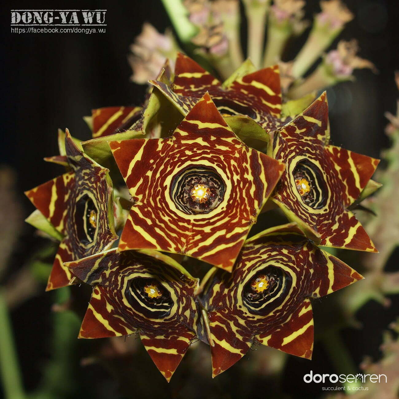 Dorosenren 多肉仙人