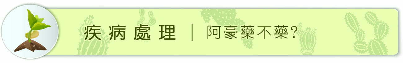 Dorosenren 多肉仙人