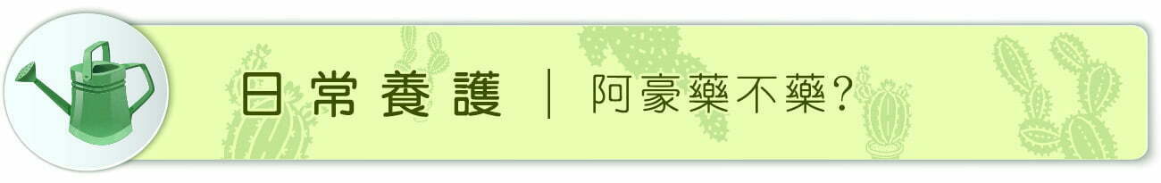 Dorosenren 多肉仙人