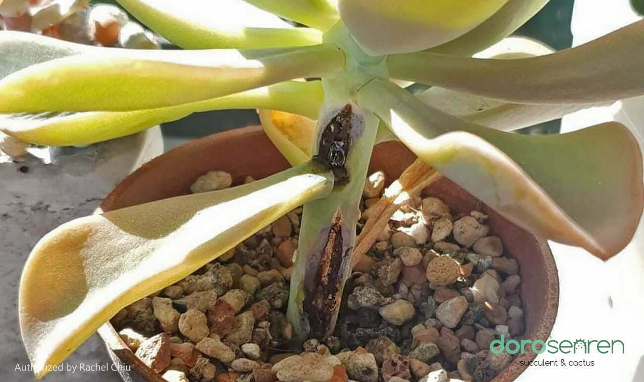 多肉疾病 黑腐病