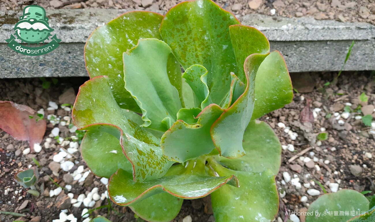 多肉植物 藥斑概述
