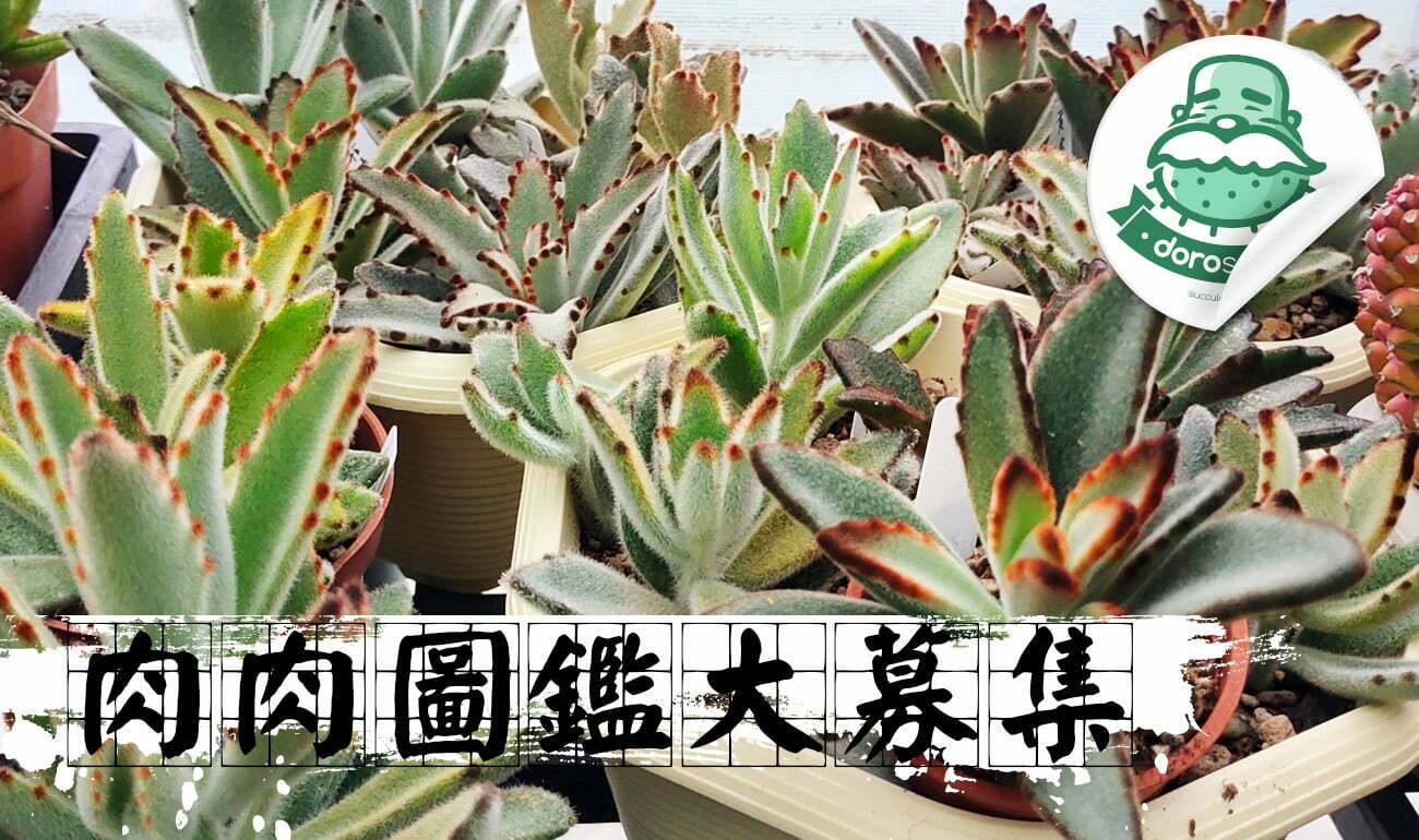 兔耳 肉肉圖鑑大募集