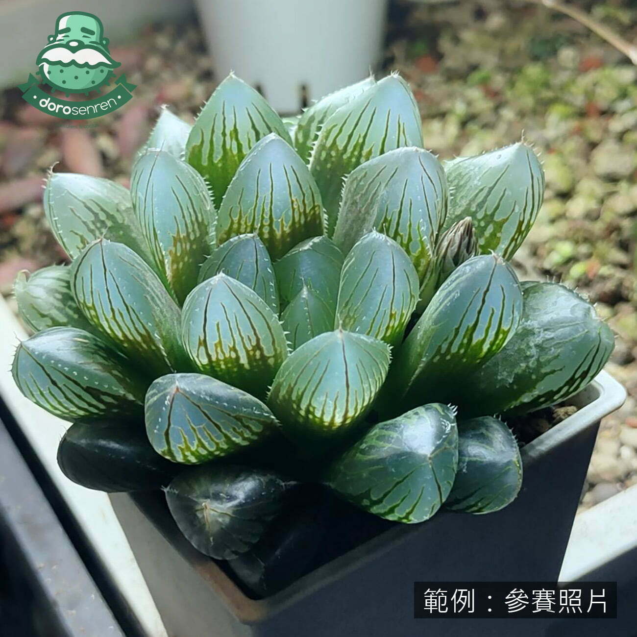 範例：參賽照片