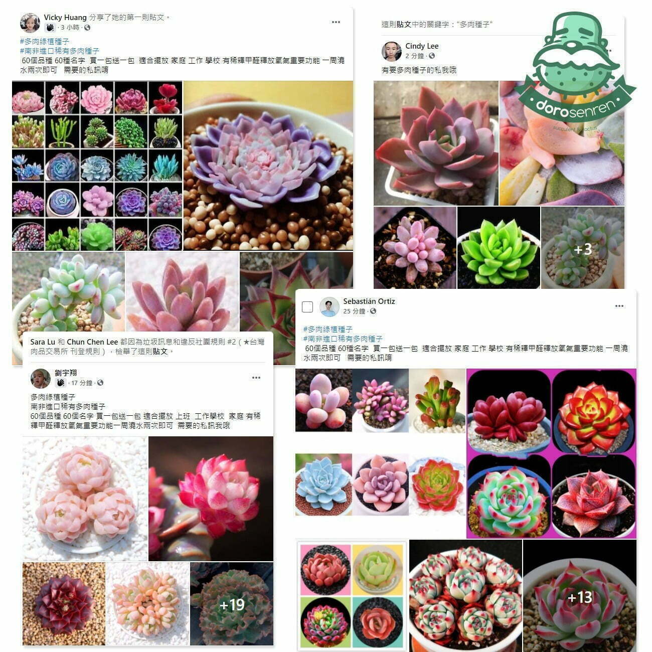 詐騙範例 多肉種子