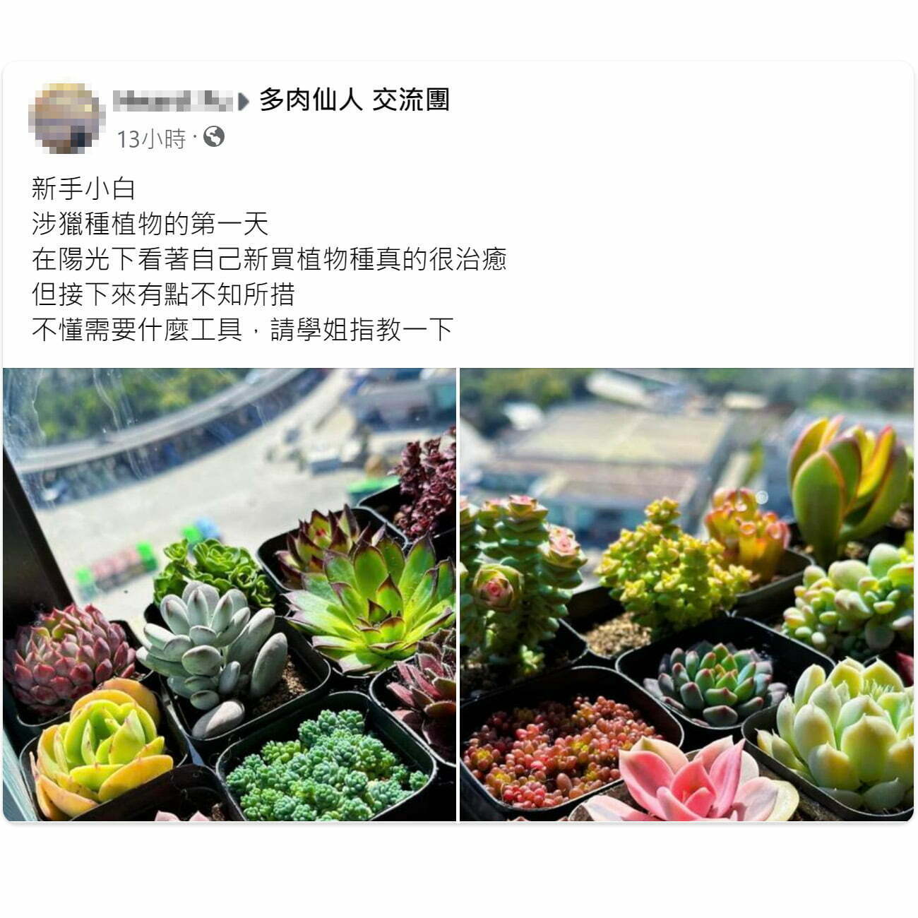 Dorosenren 多肉仙人