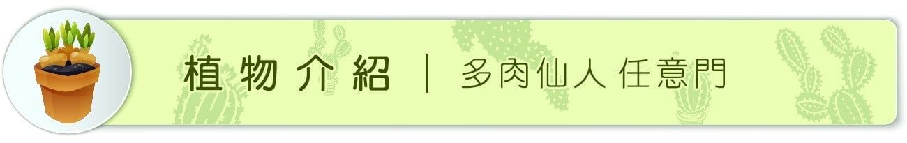 Dorosenren 多肉仙人