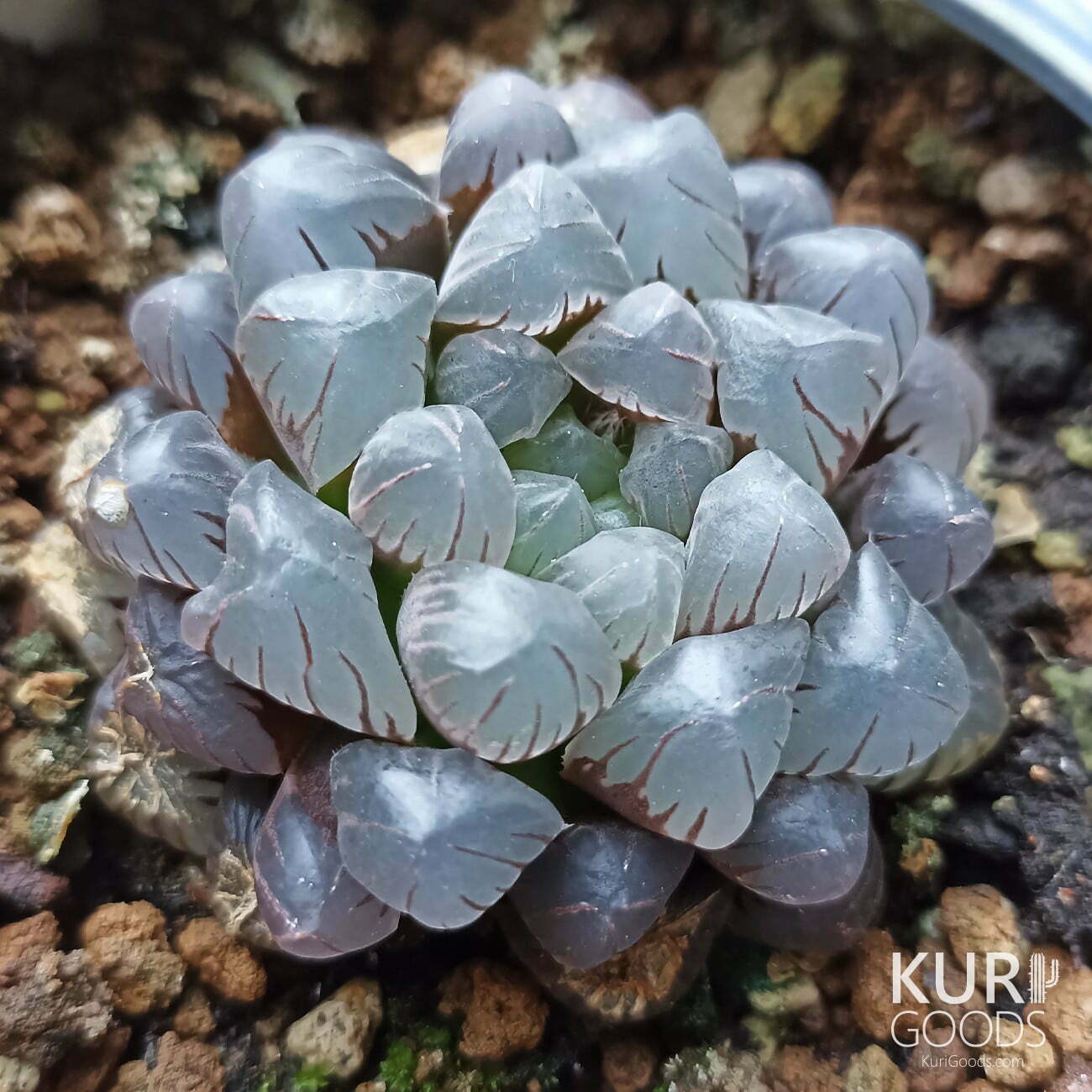 冰燈玉露