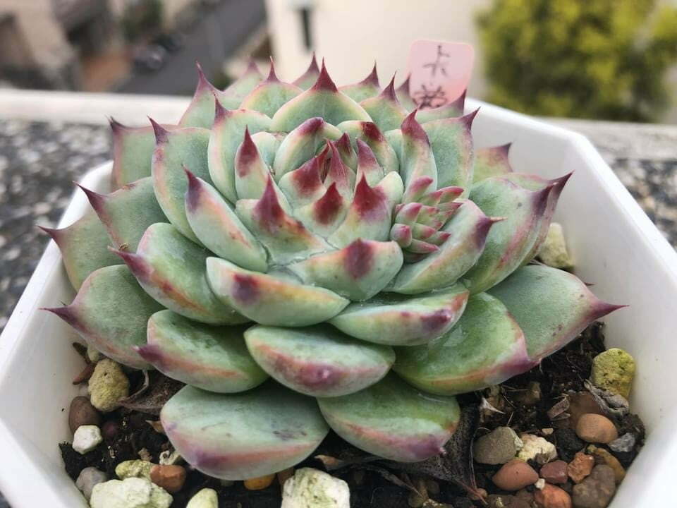 卡蘿拉交種