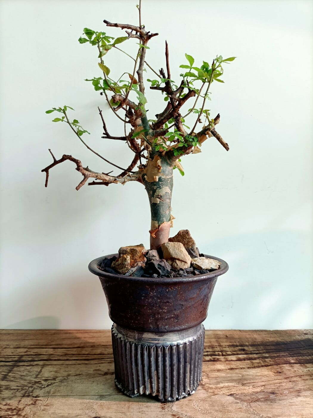 墨岩銀彩盆×白皮亞種
