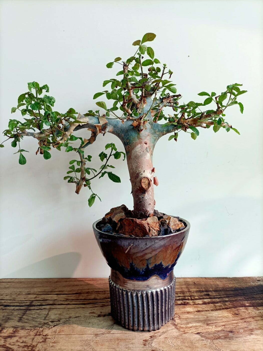 海藍琉晶盆×藍皮橄欖