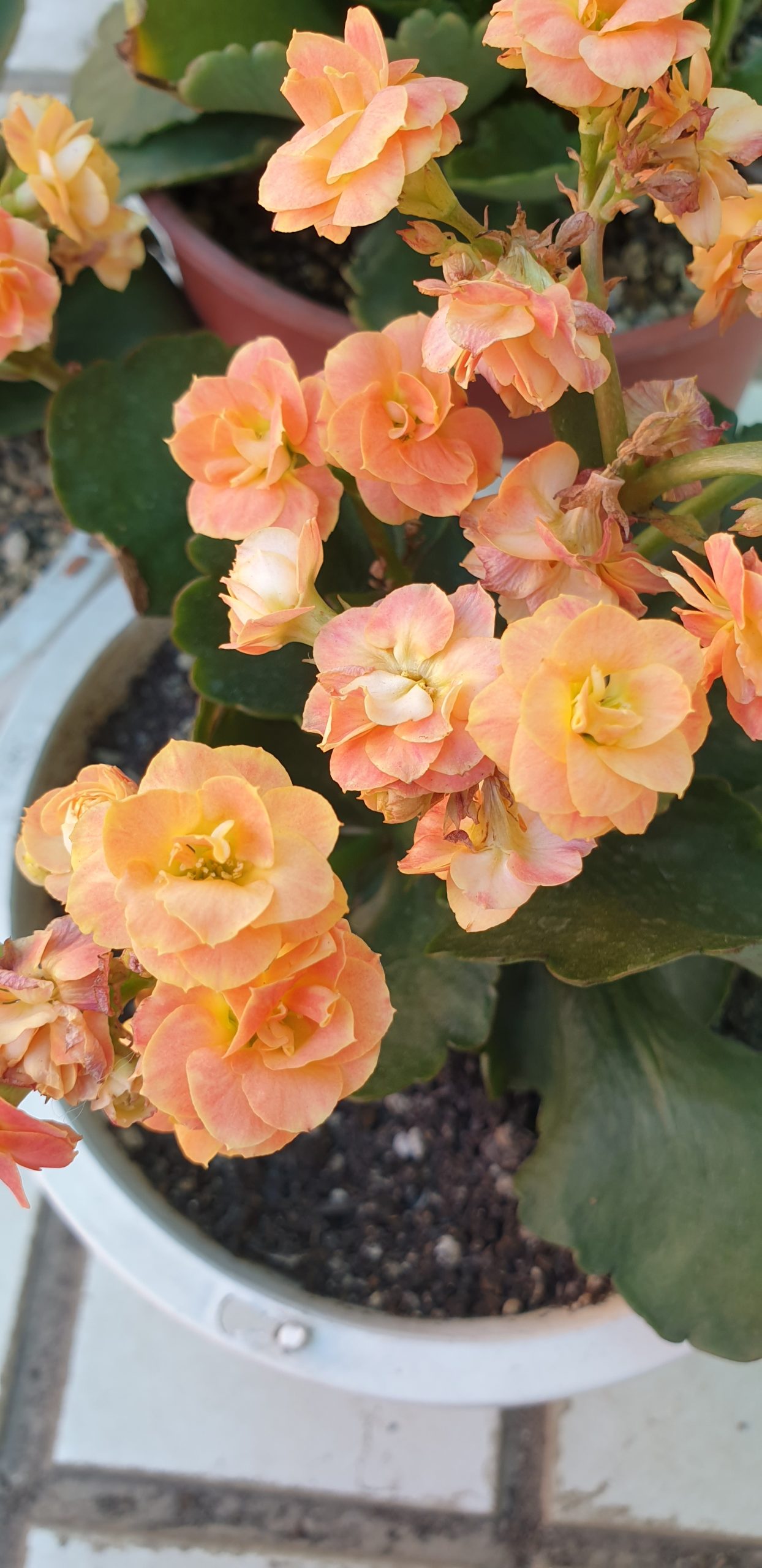 長壽花