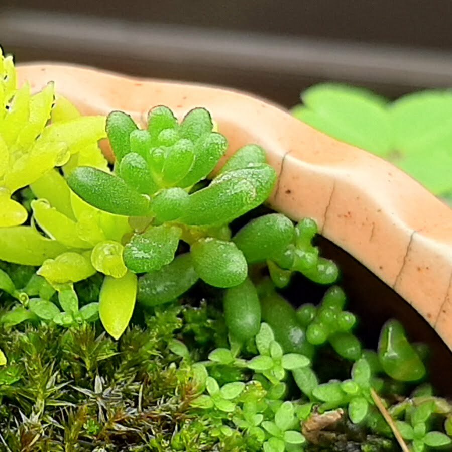 球葉萬年草