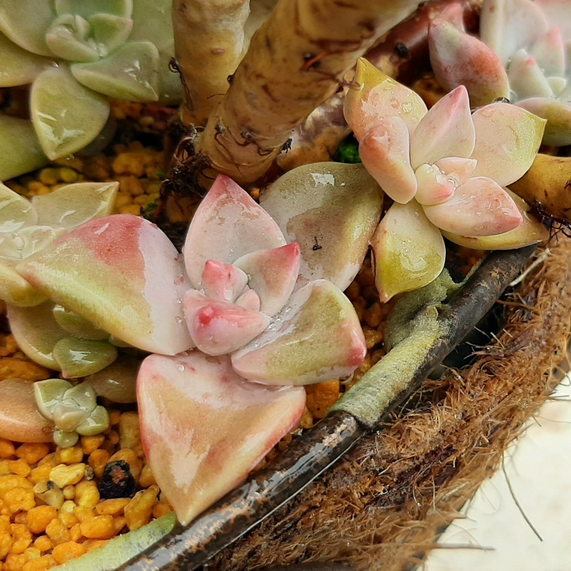 紫色喜悅