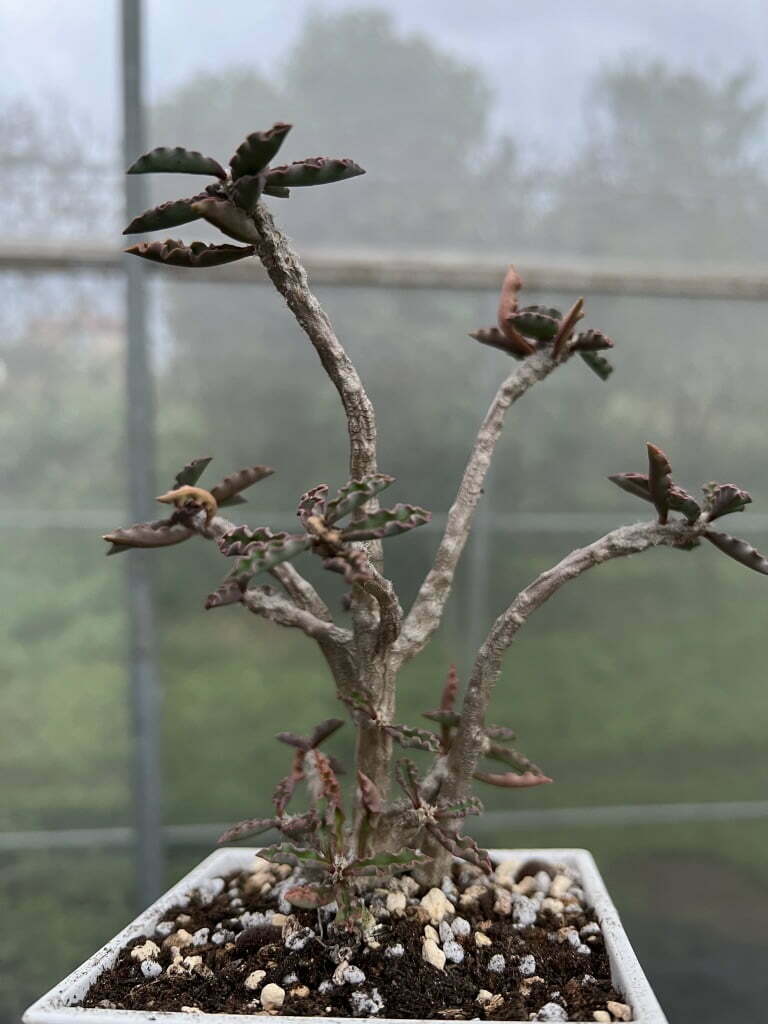 櫻花麒麟