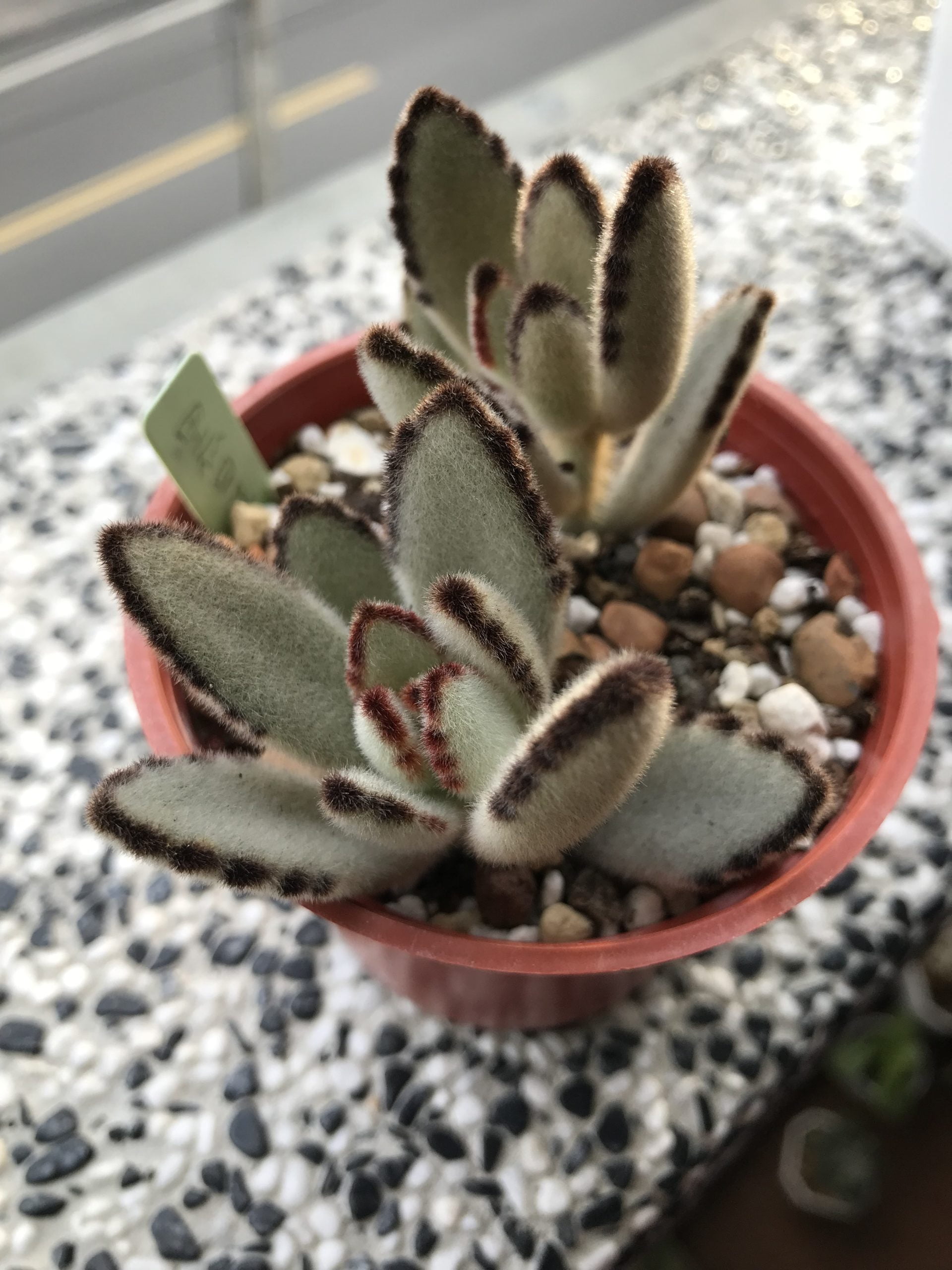 黑星兔雙頭整盆