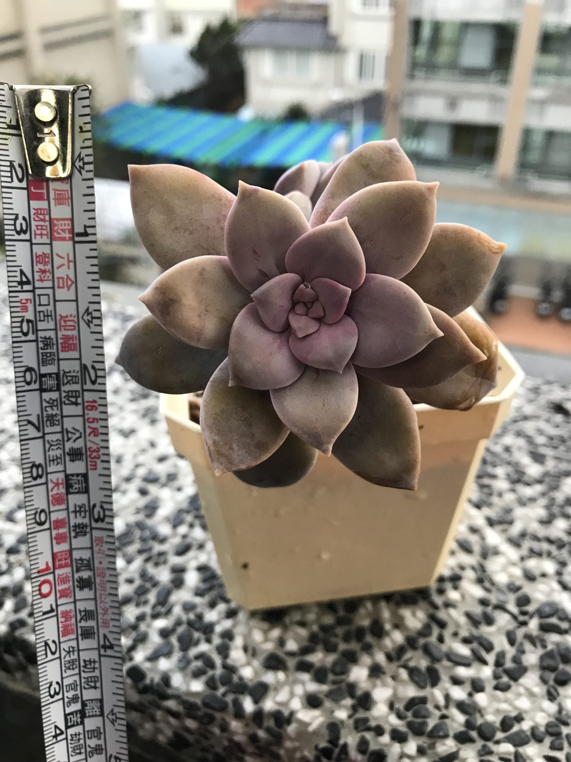 紫色喜悅雙頭老欉