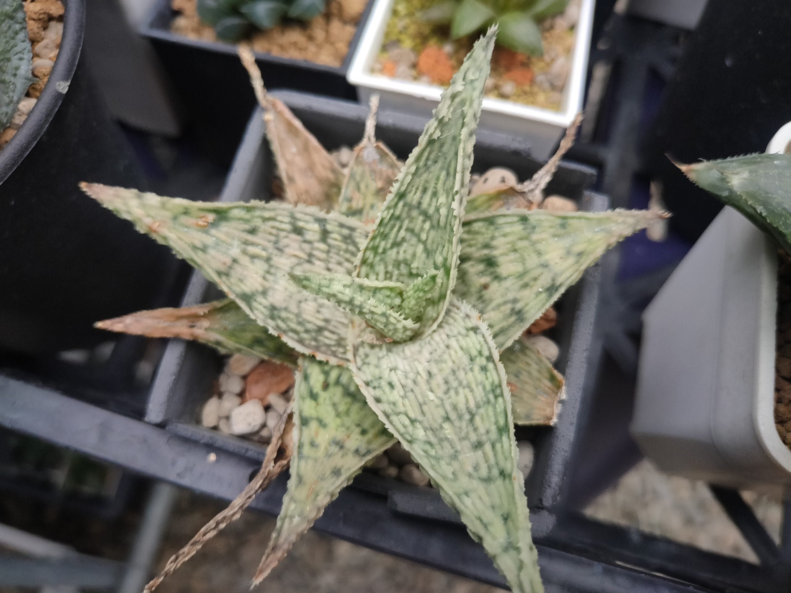 雪花