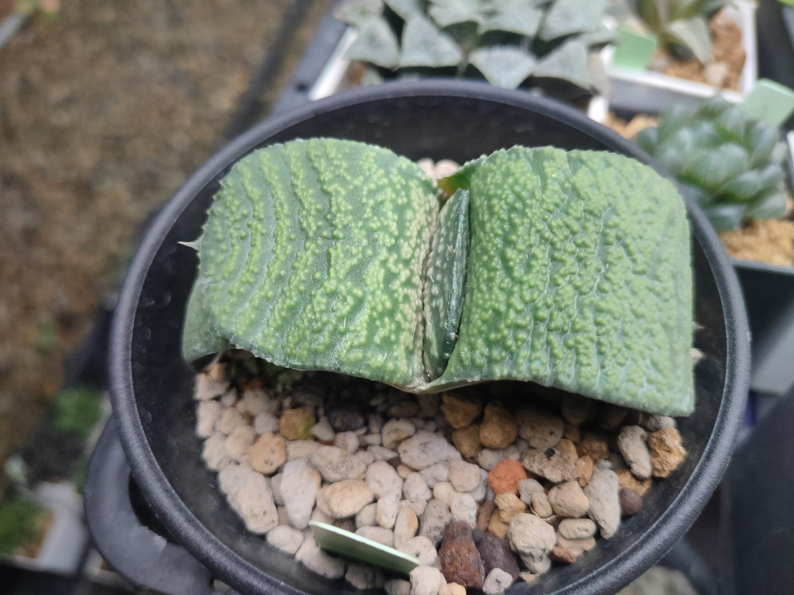 凸疣臥牛