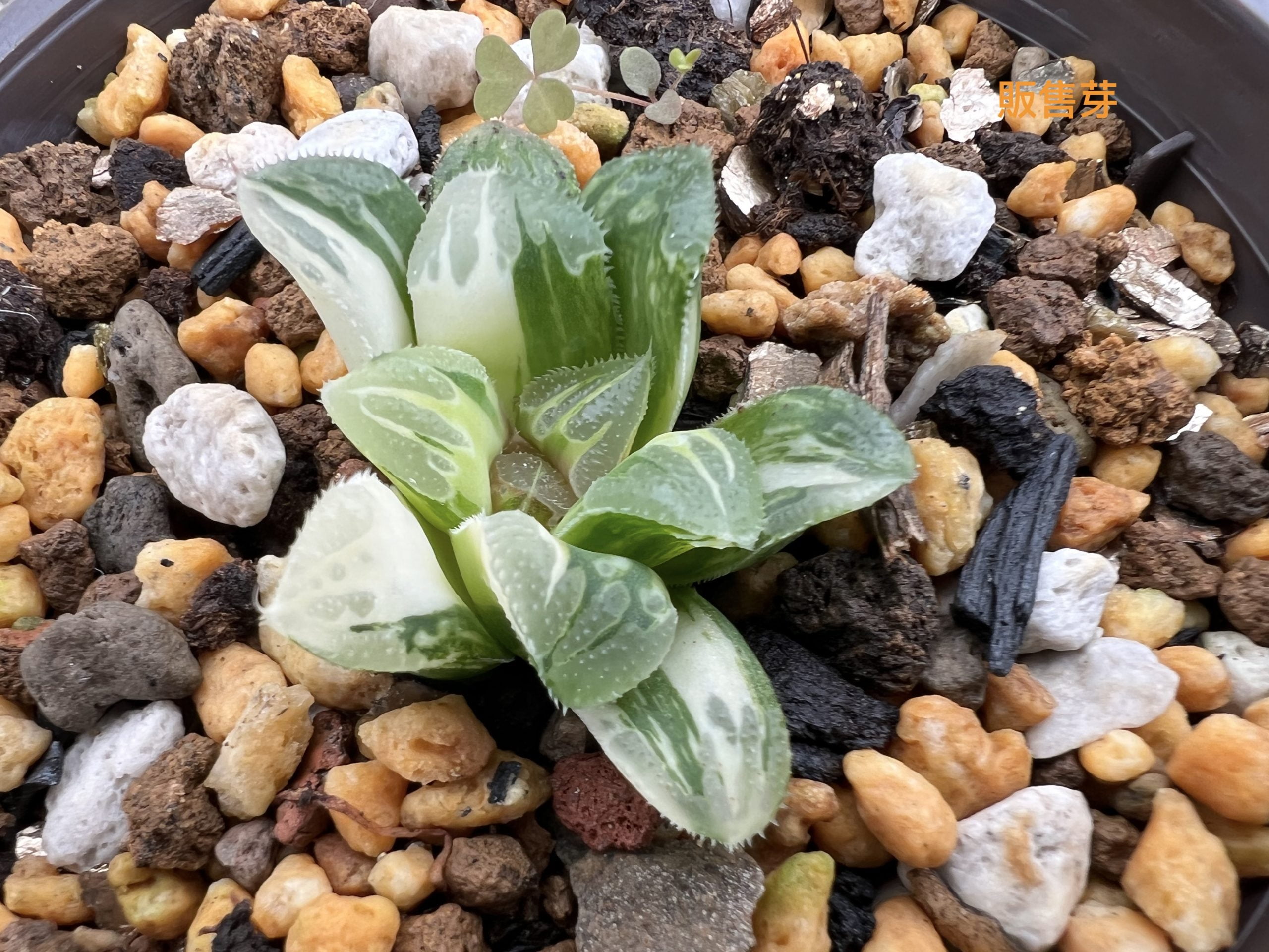 萬輪錦側芽