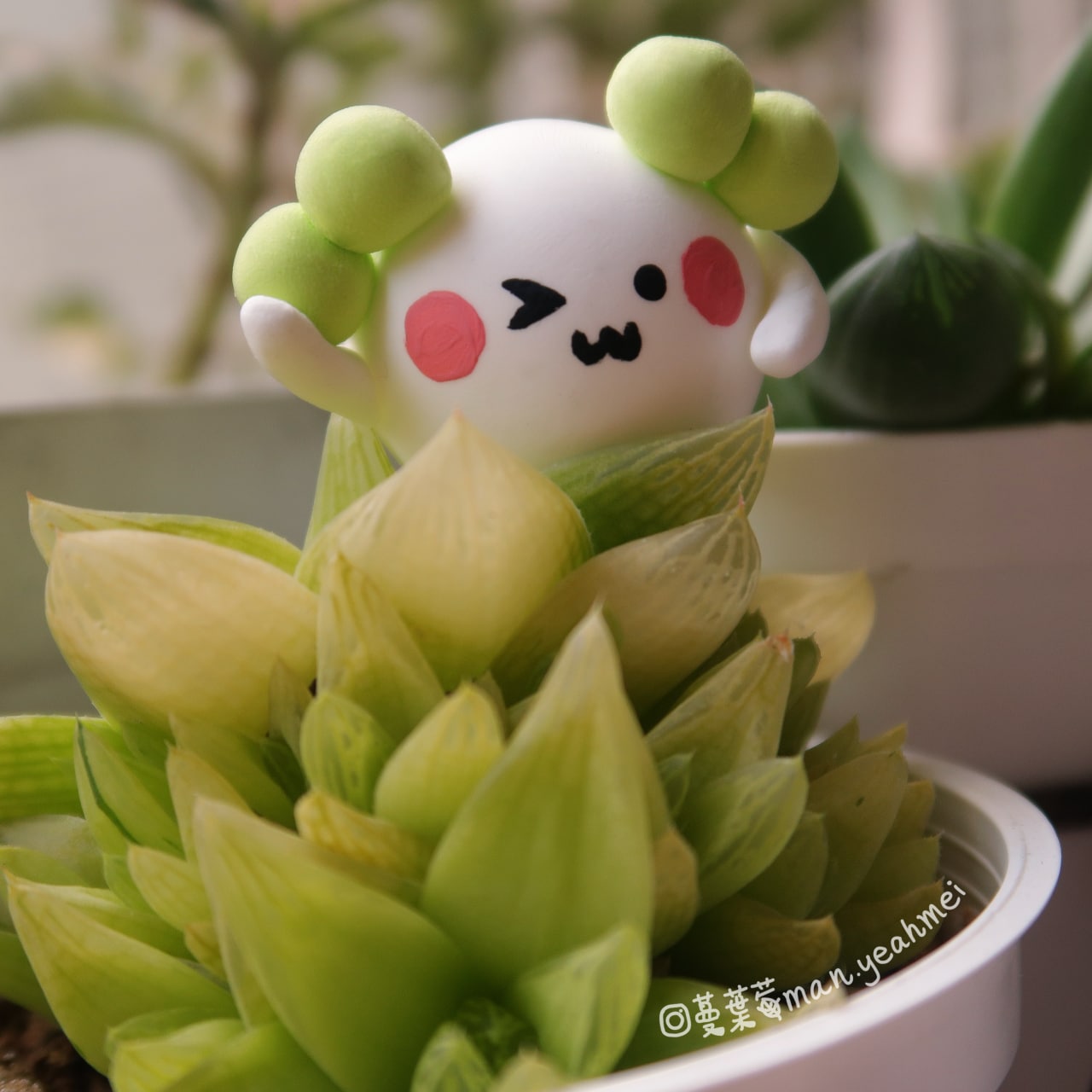 凝脂菊與植物精靈蘿蔔