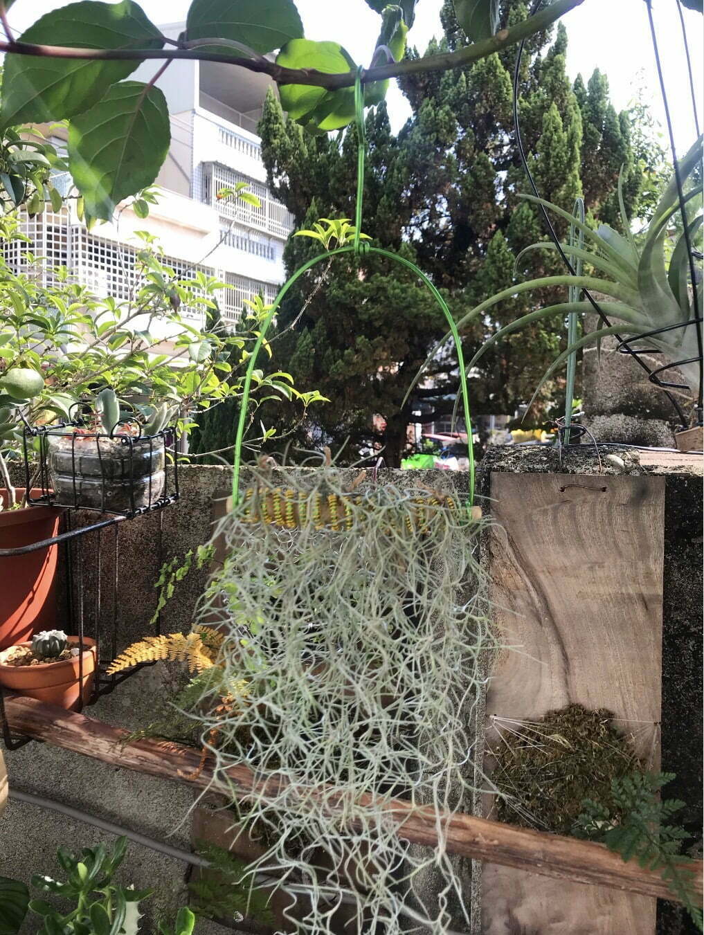 空氣鳳梨菘蘿掛架