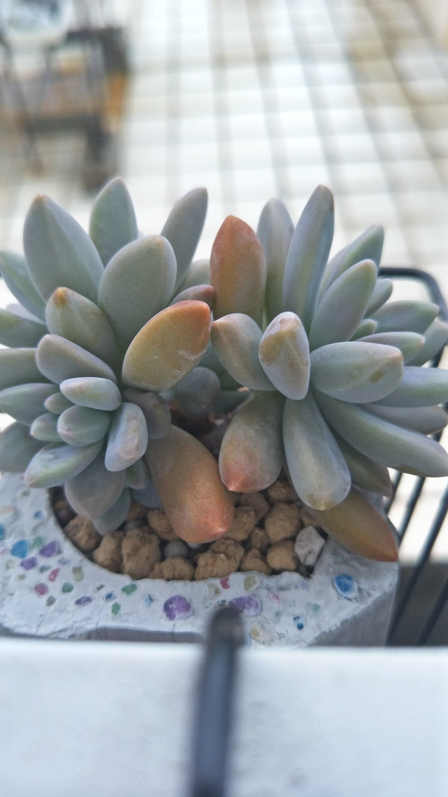 秋麗