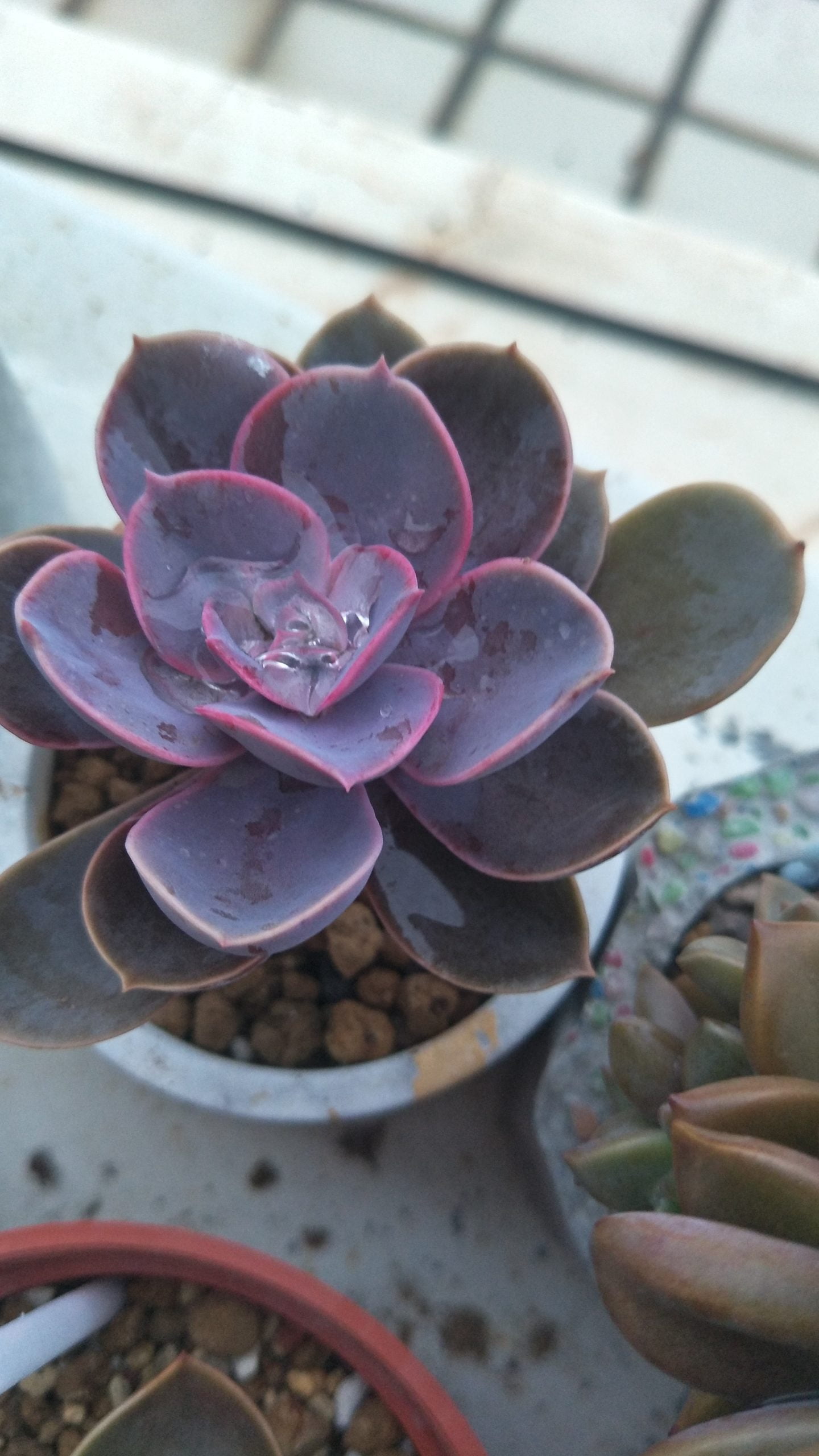 太陽珍珠