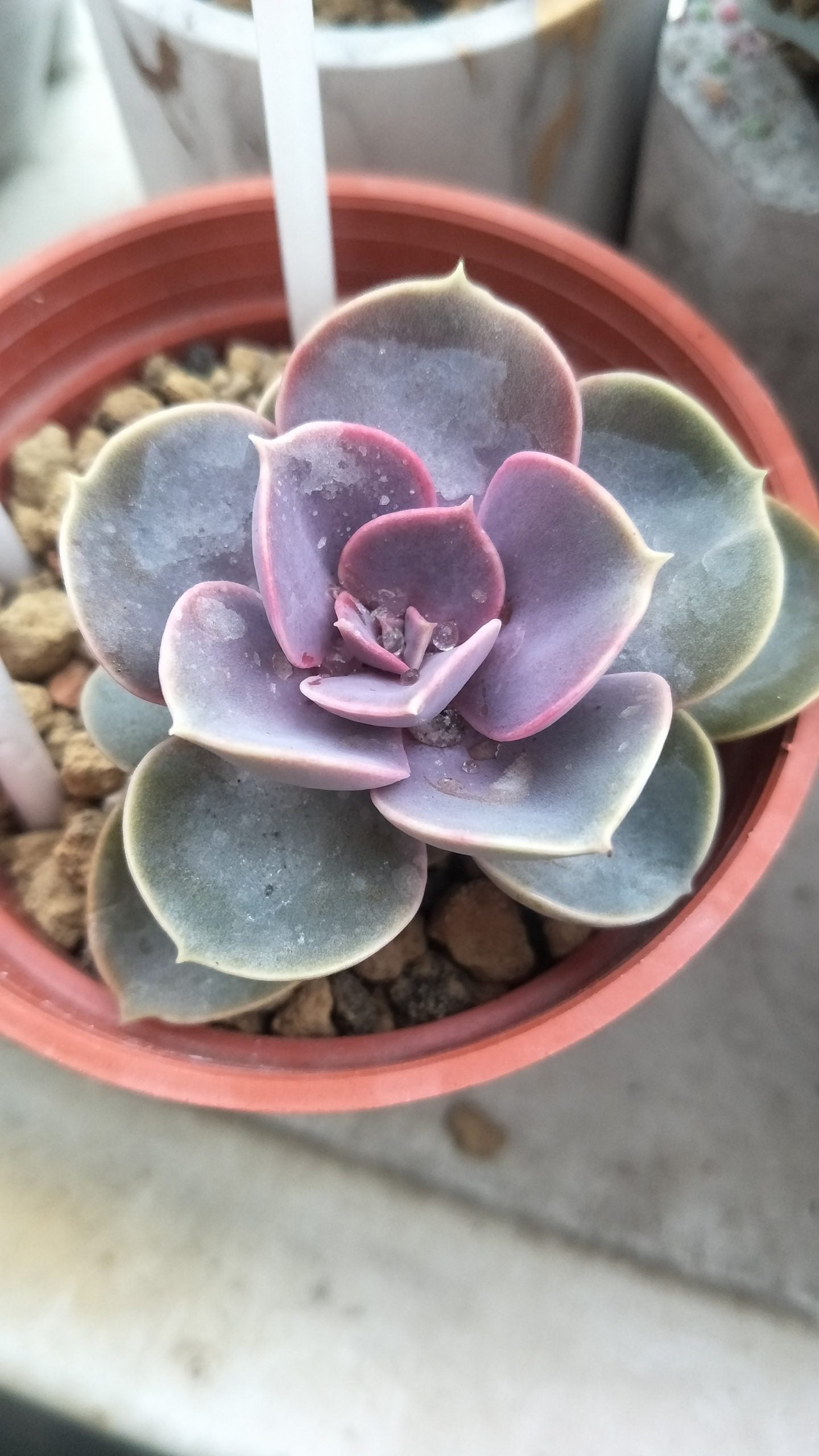 紐倫堡珍珠