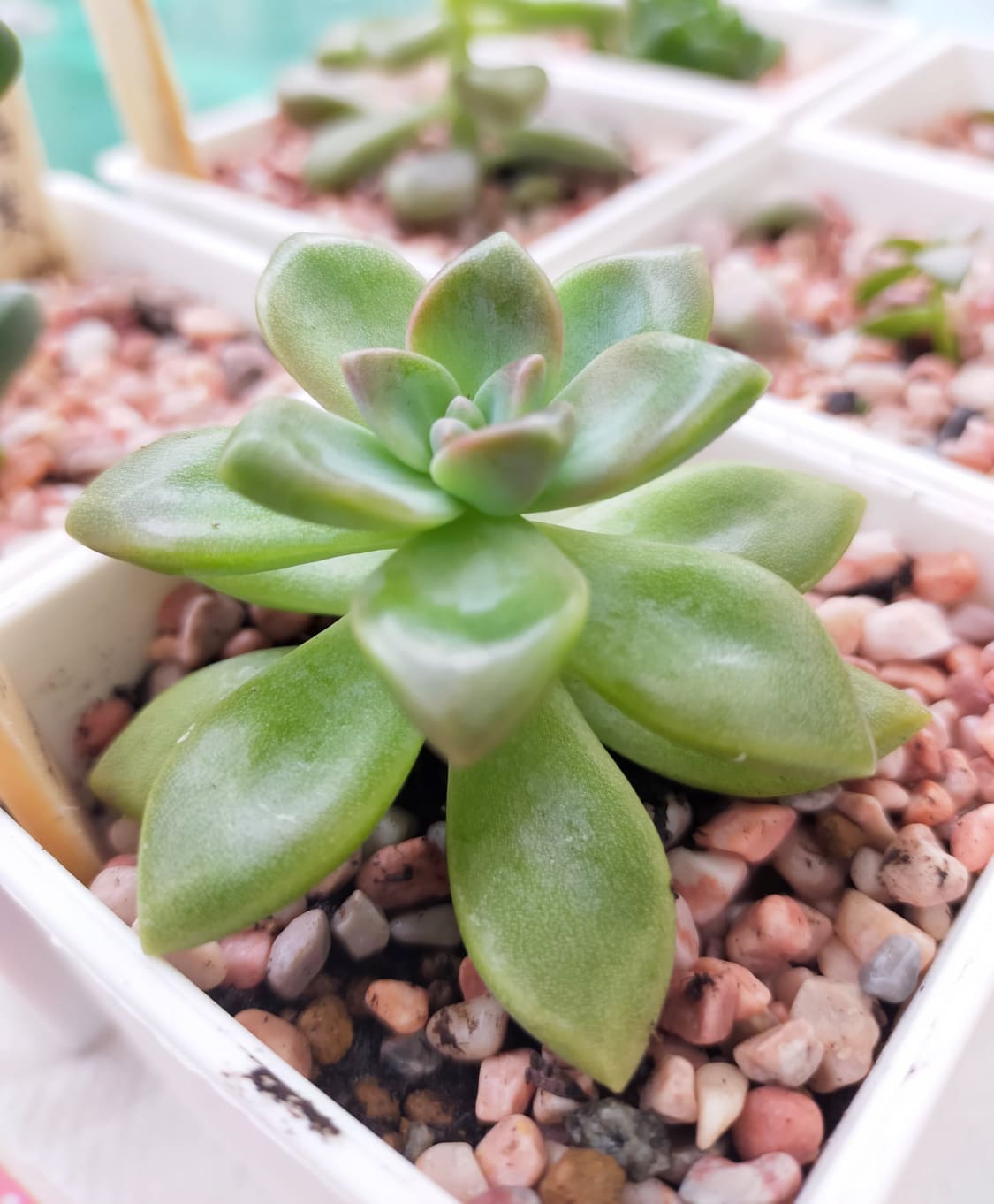 櫻月