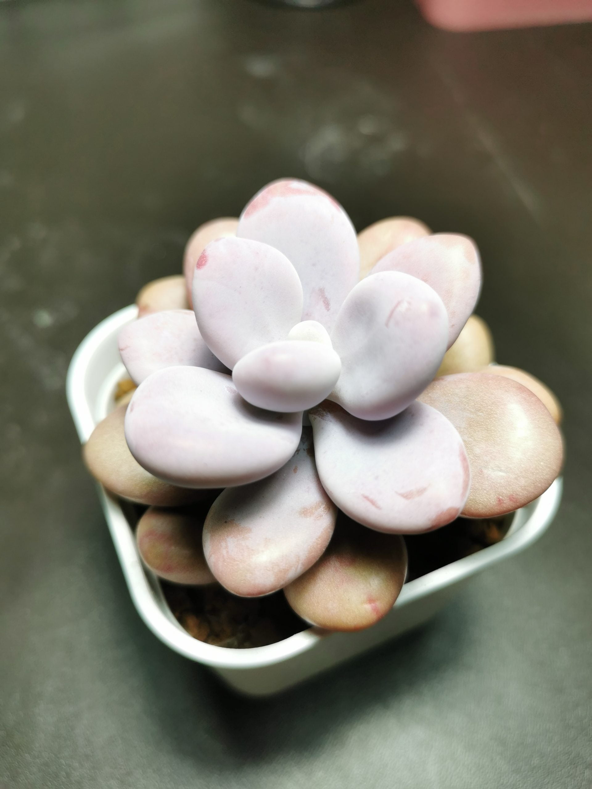 桃蛋