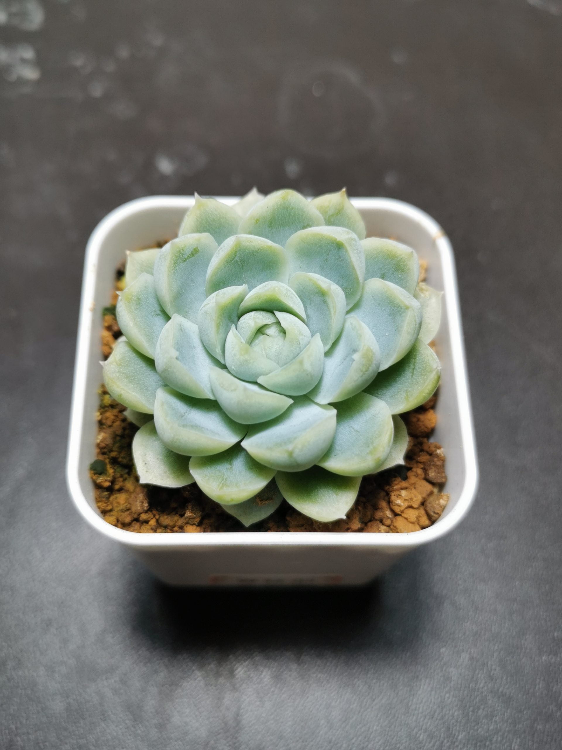 月影之宵