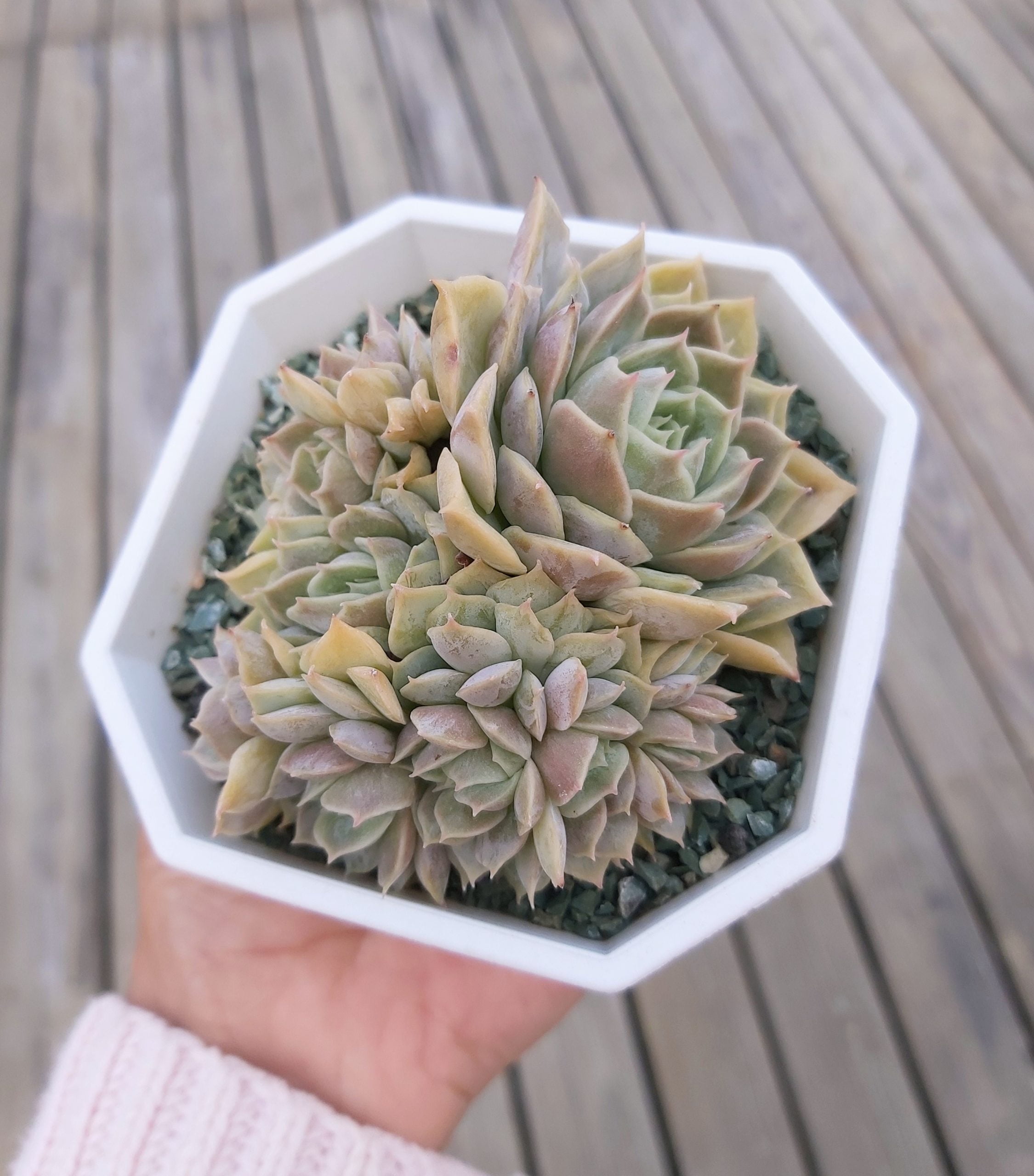 昂斯洛