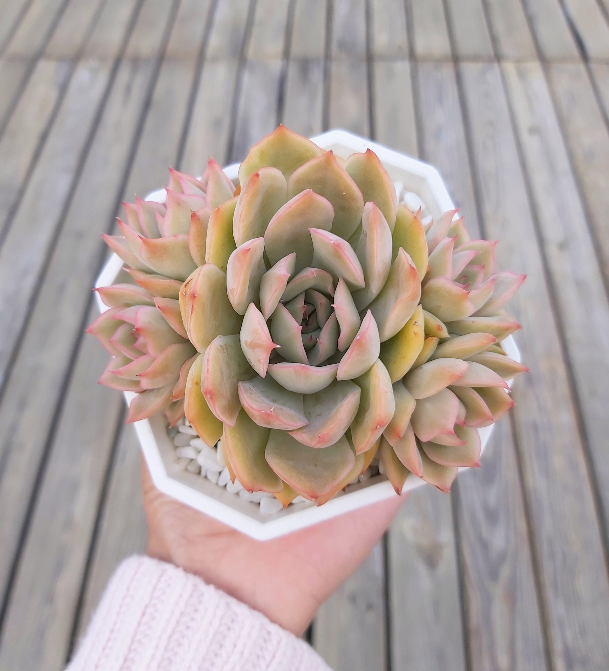 愛可麗亞