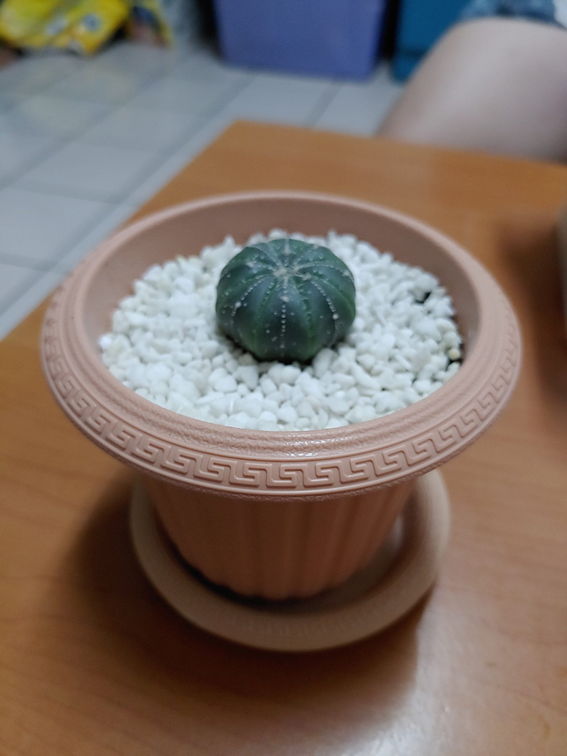 兜