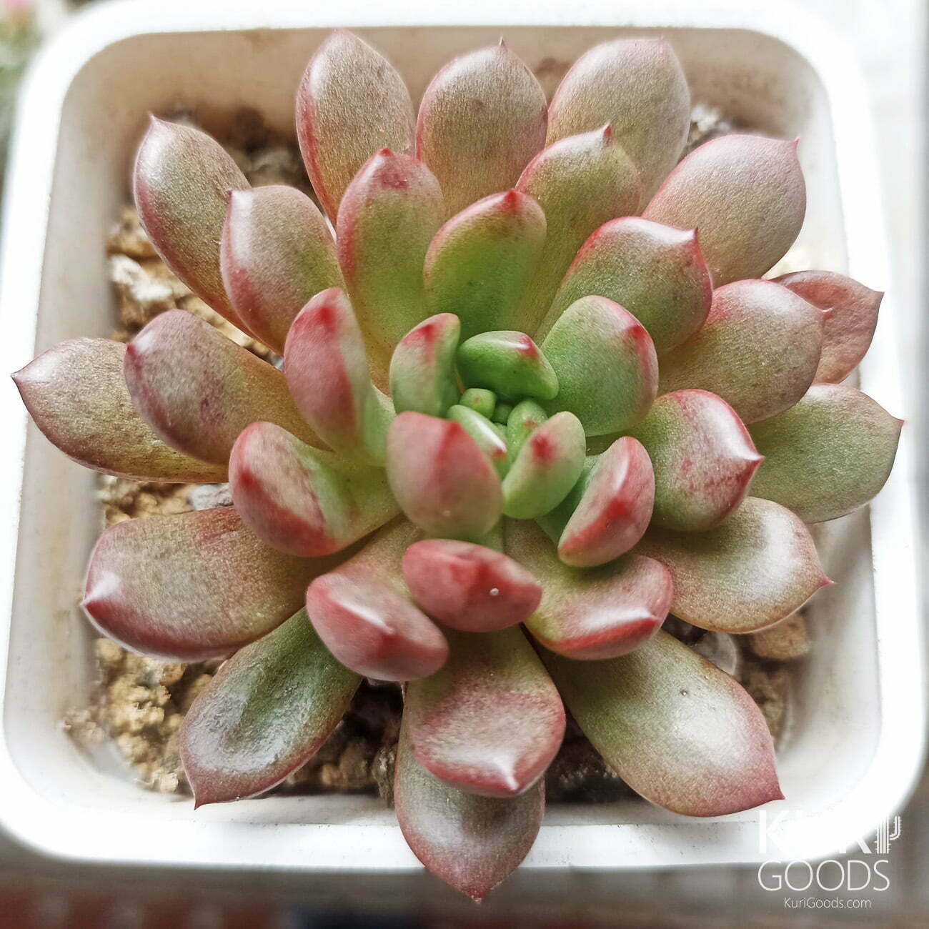 紅寶石