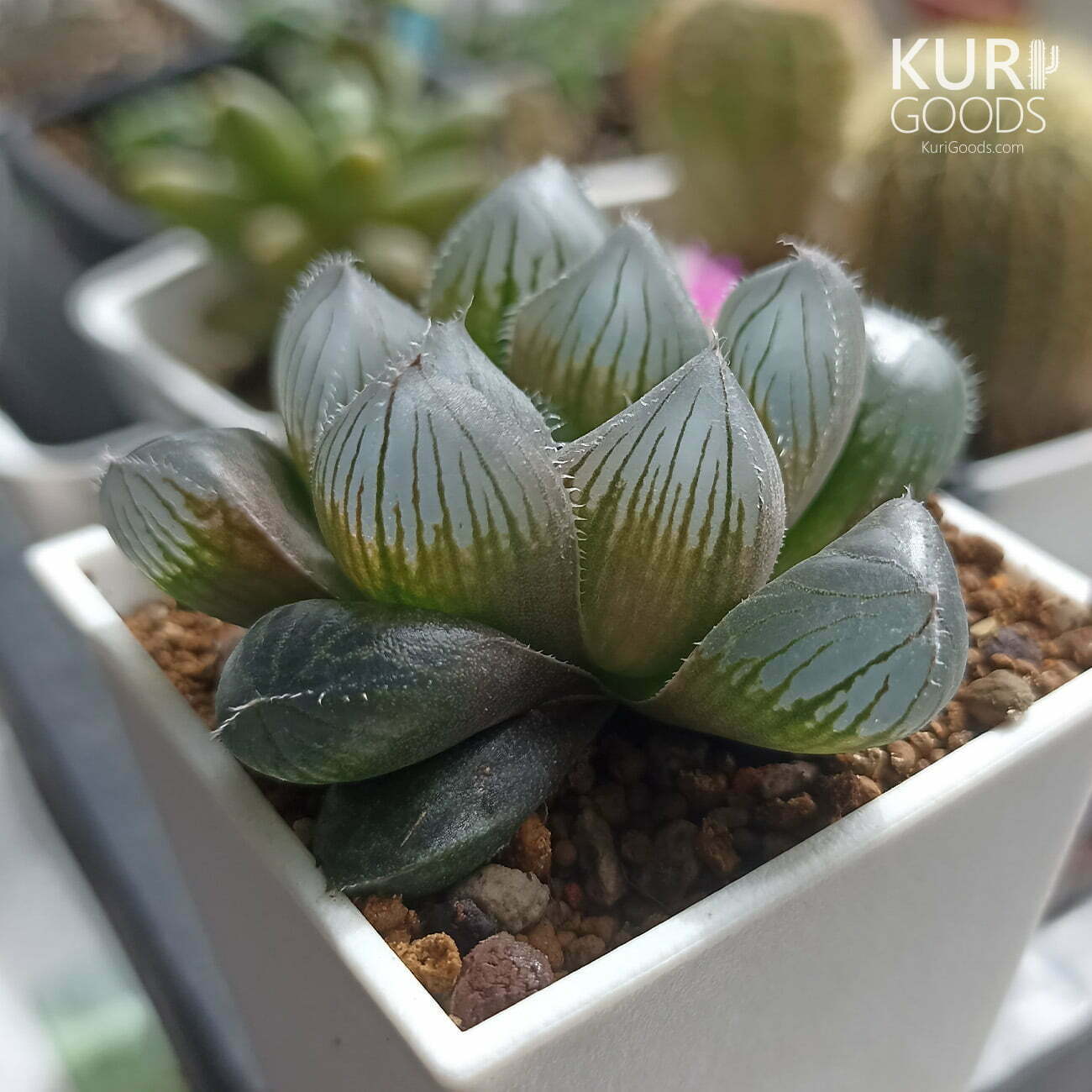 大紫玉露