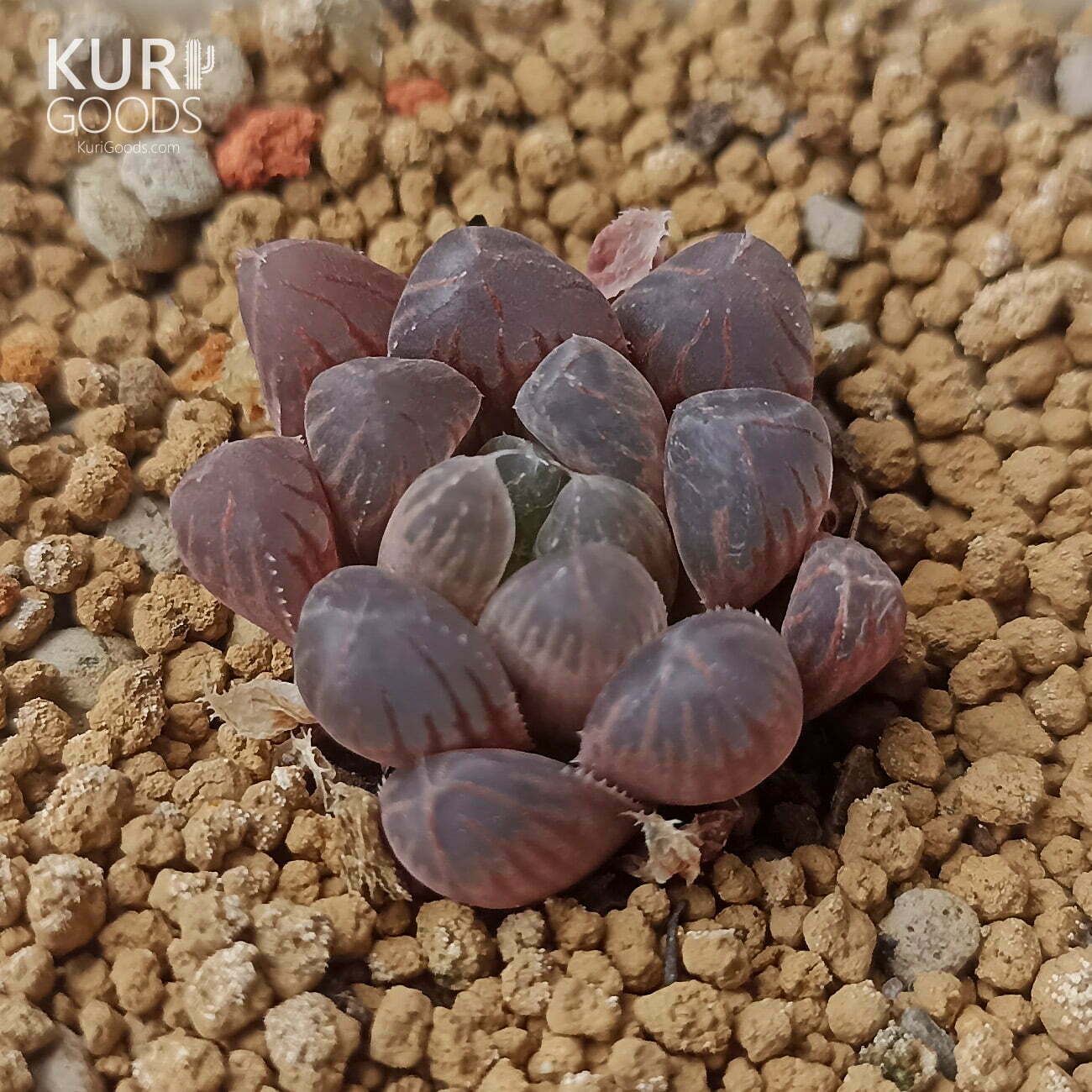 黑玉露
