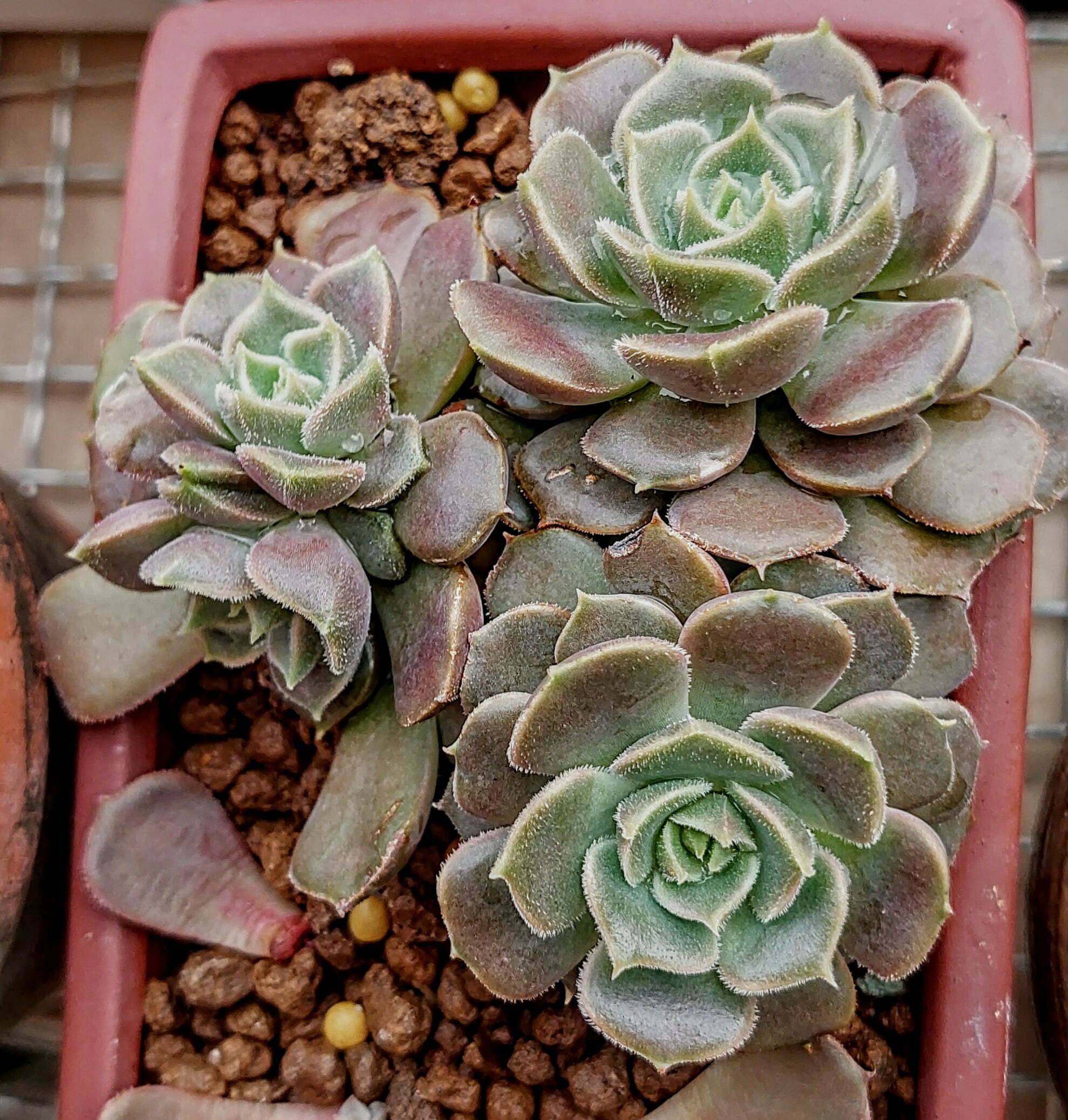 布朗玫瑰