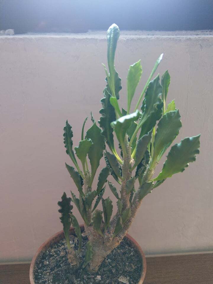 皺葉麒麟