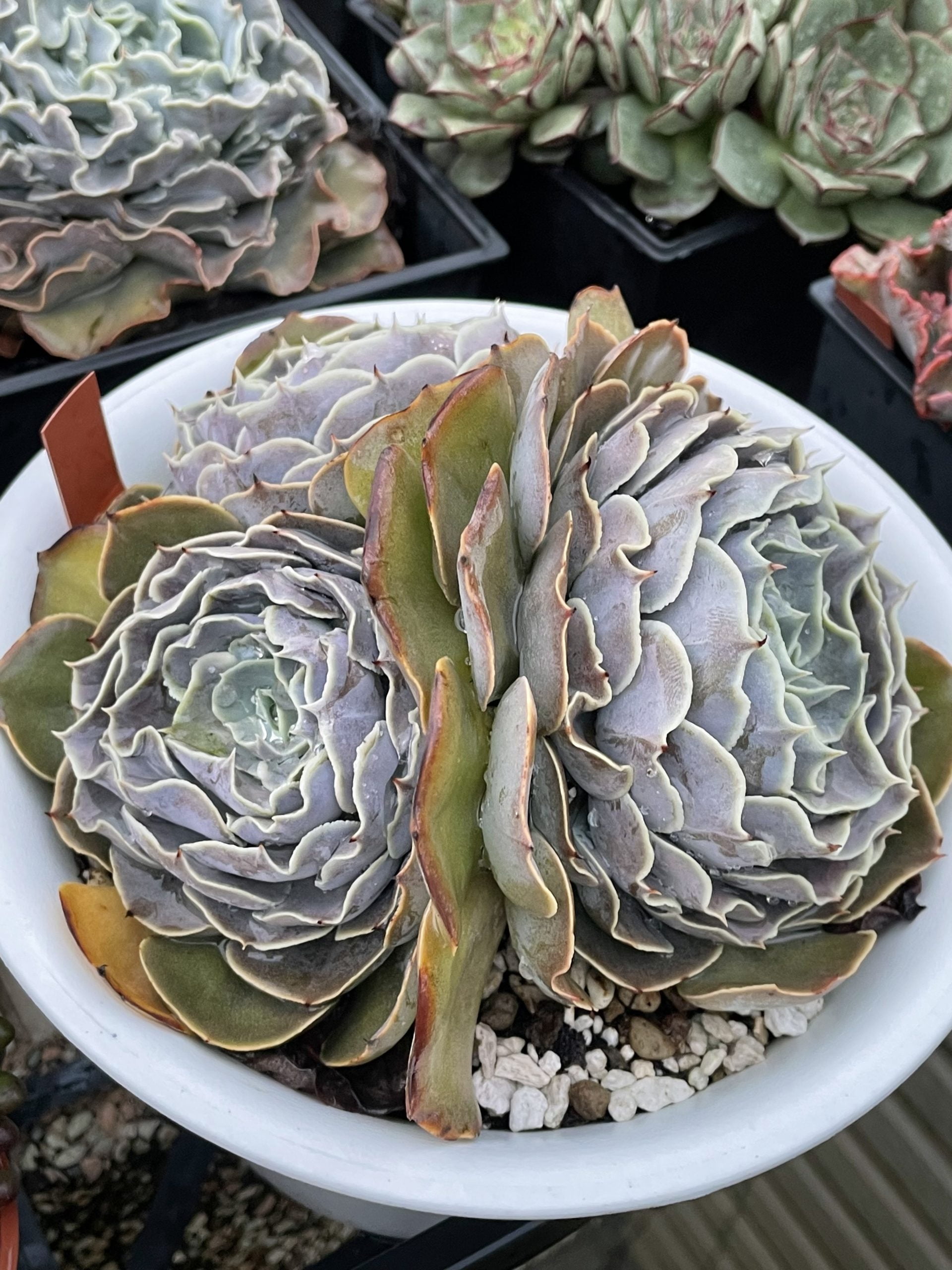 白鬼