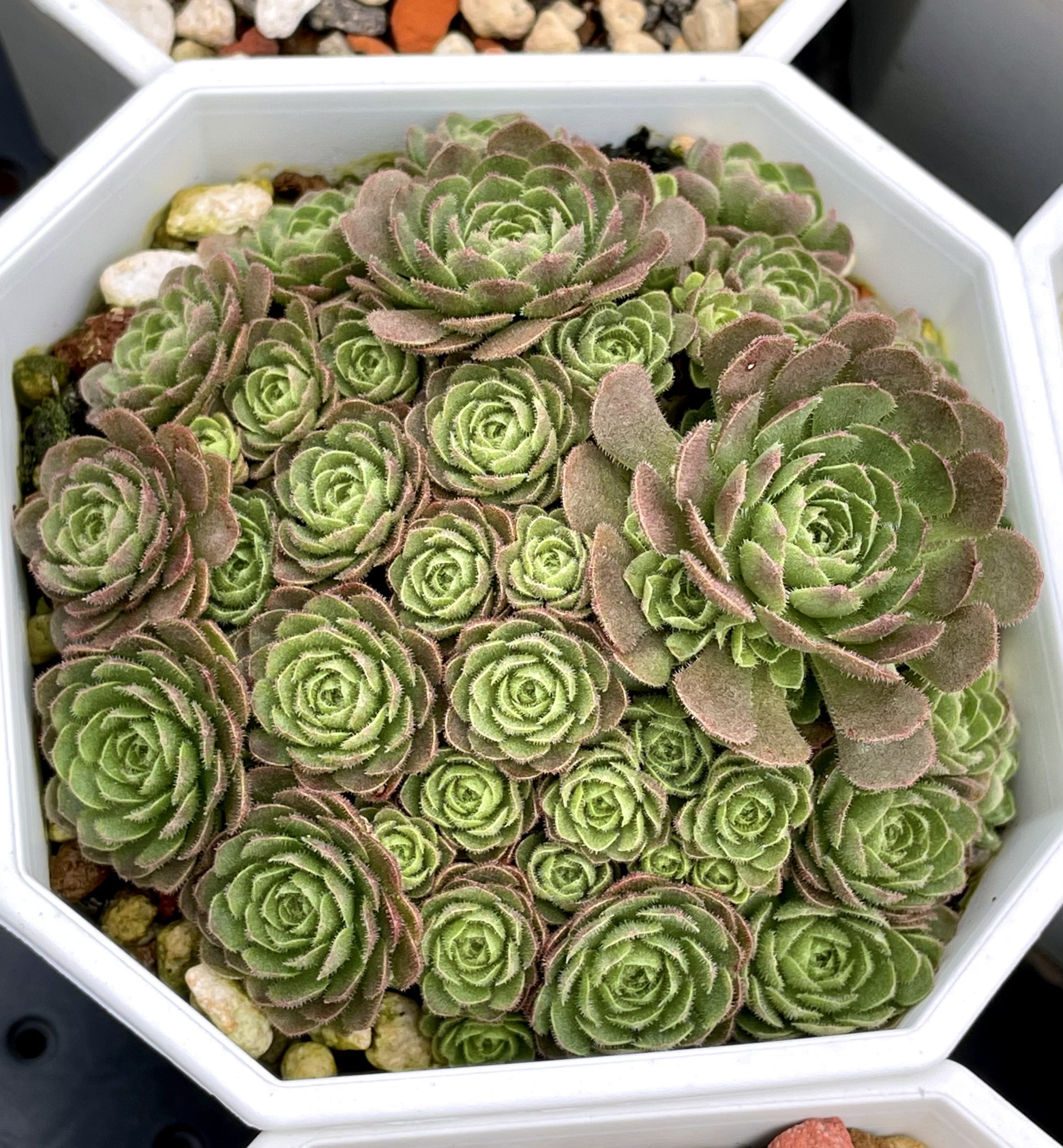 菊瓦蓮
