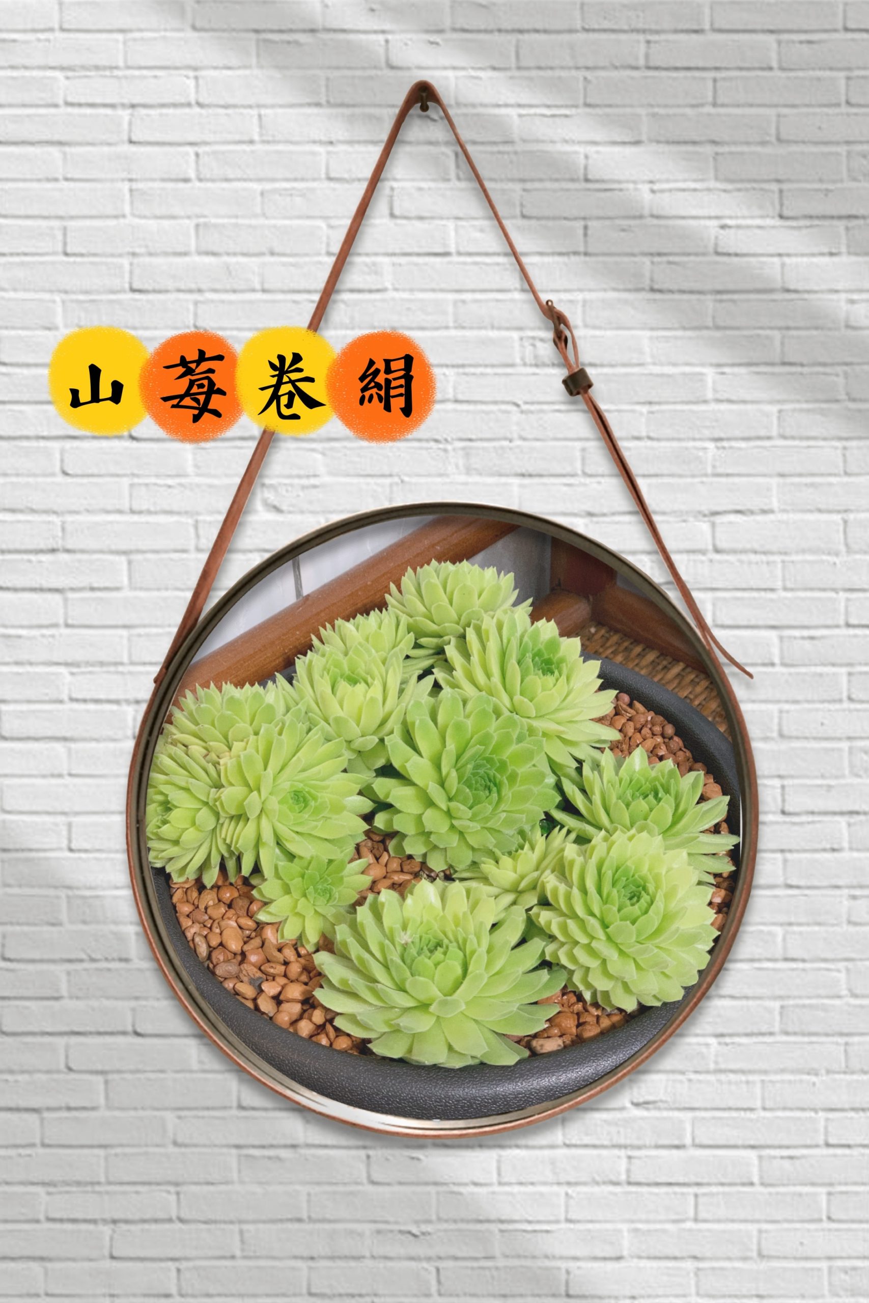 山莓卷絹