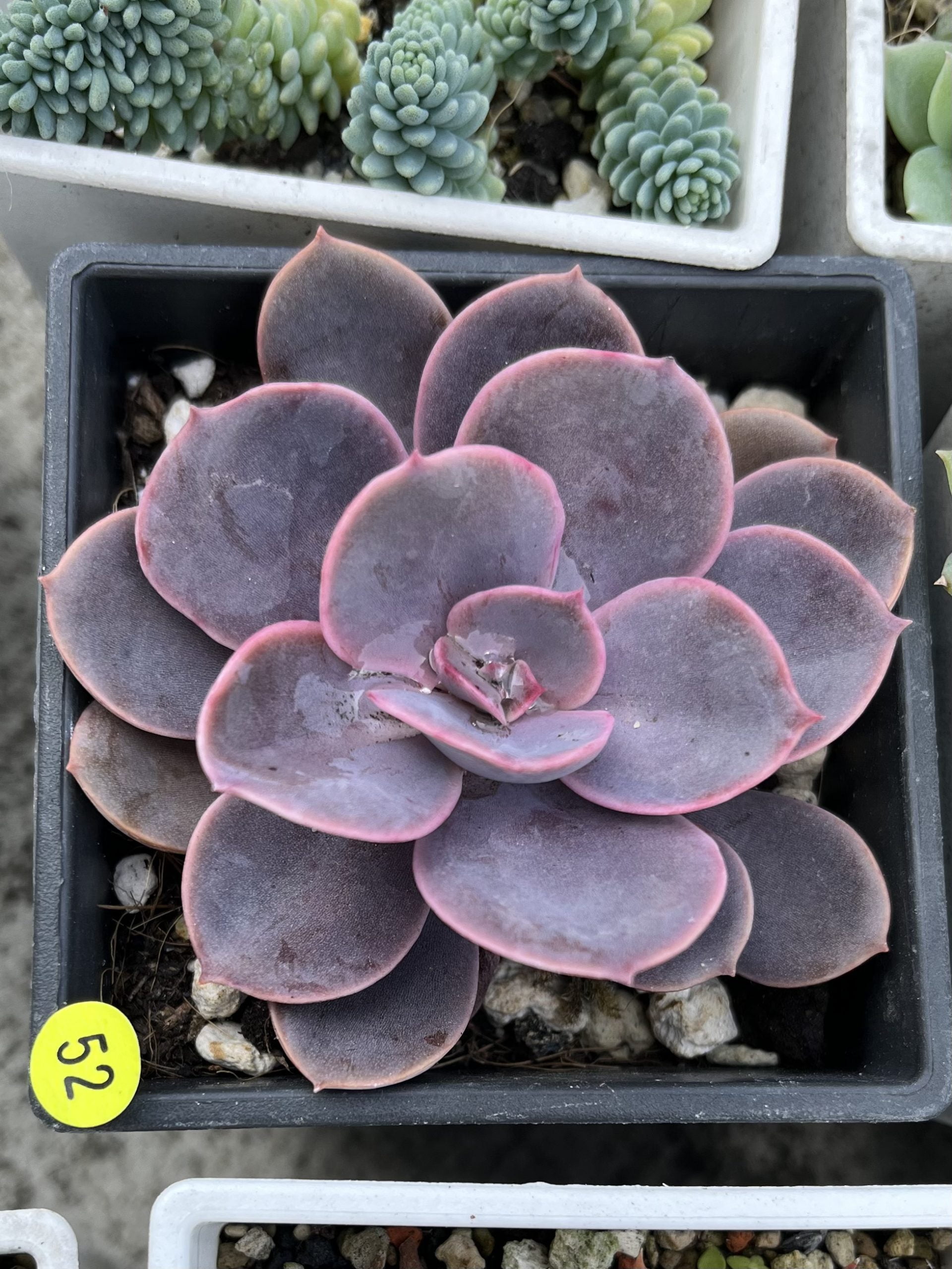太陽紫珍珍
