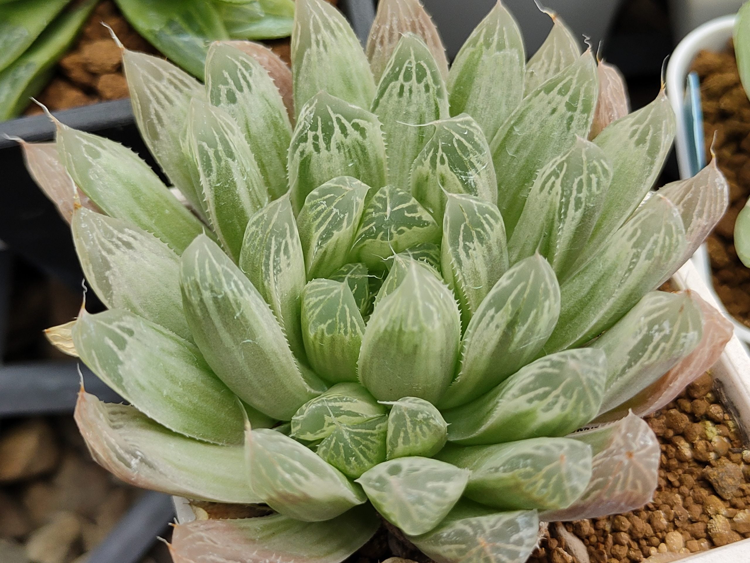 白斑玉露 (含側芽)