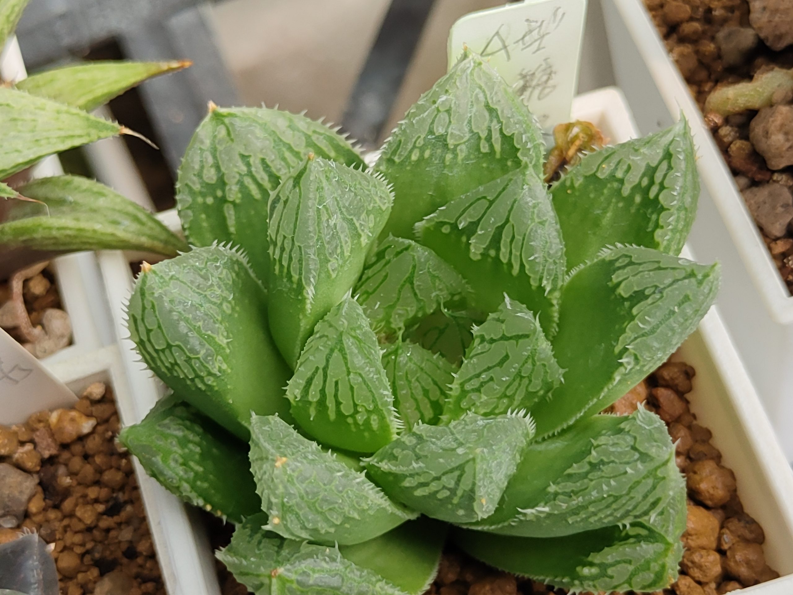 鋸聲玉露